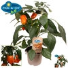 PAPRIKA PLANTEN
