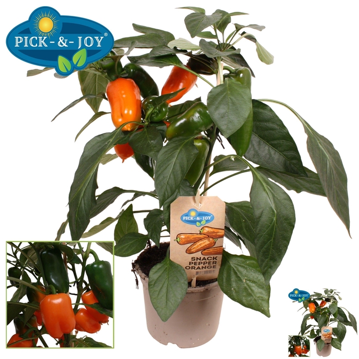 PAPRIKA PLANTEN