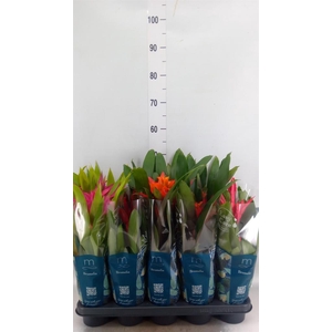 Bromelia   ...mix  6