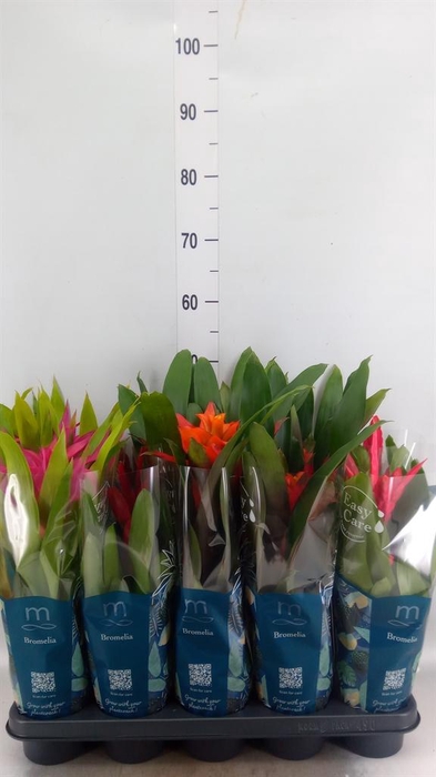 <h4>Bromelia   ...mix  6</h4>