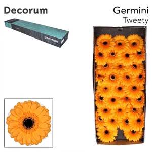 Germini Tweety Doos