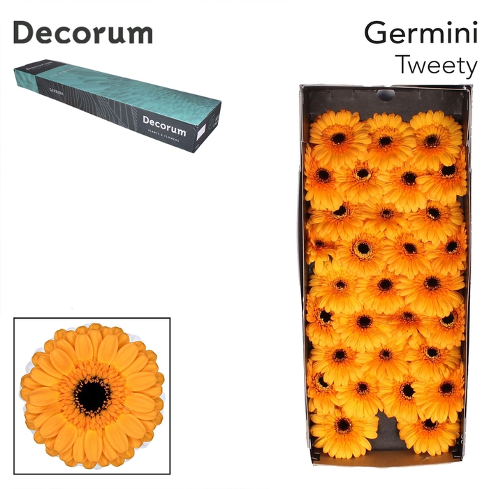 <h4>Germini Tweety Doos</h4>