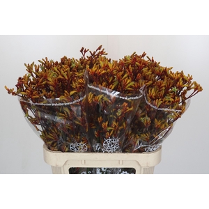 Anigozanthos Gold Fever