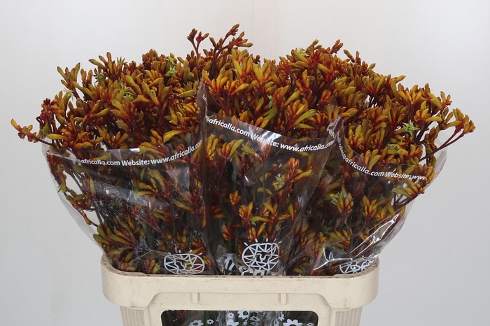 Anigozanthos Gold Fever