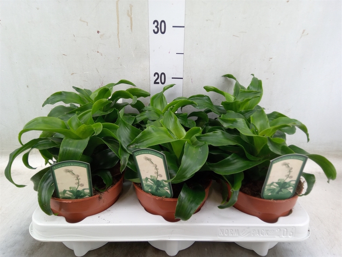 <h4>Dracaena fr de   ...</h4>