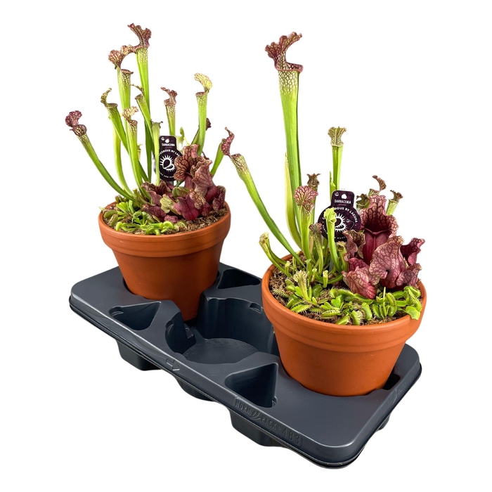 <h4>Vleesetende Planten Gemengd Keramiek Terracotta</h4>