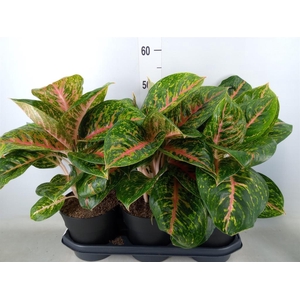 Aglaonema  'Spring Red'