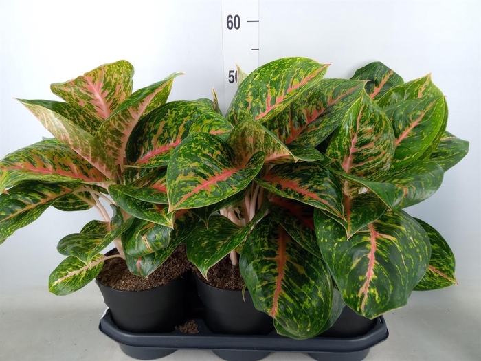 <h4>Aglaonema  'Spring Red'</h4>
