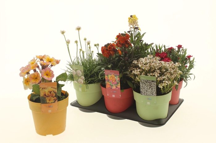 <h4>VASTE PLANTEN OV</h4>