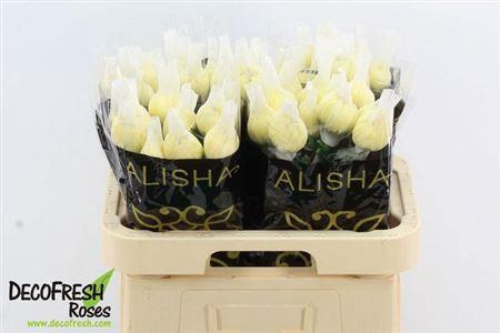 <h4>Chr G Magnum Yellow</h4>