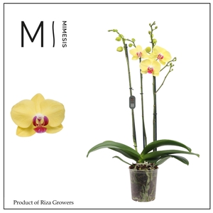 Phalaenopsis Miraflore 3 spike - 12cm | Mimesis