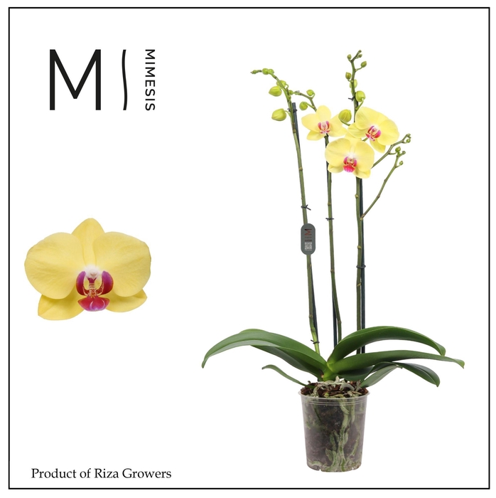 <h4>Phalaenopsis Miraflore 3 spike - 12cm | Mimesis</h4>