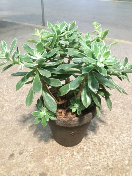 Ech Pulvinata