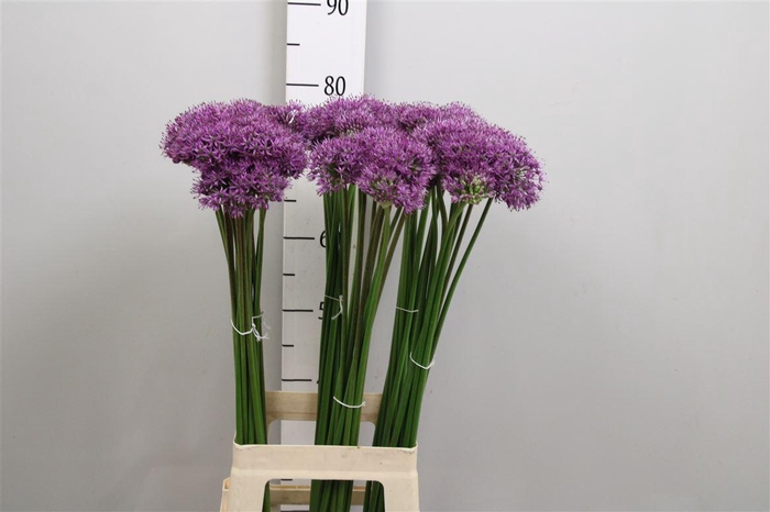 <h4>Allium Gladiator</h4>
