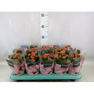 Kalanchoe blos. 'Serenity lght Red'