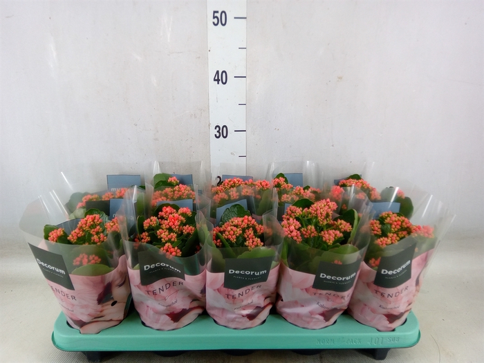 <h4>Kalanchoe blos. 'Serenity lght Red'</h4>