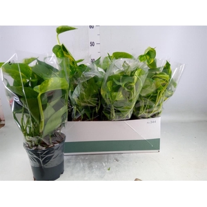 Epipremnum pinn. 'Aureum'