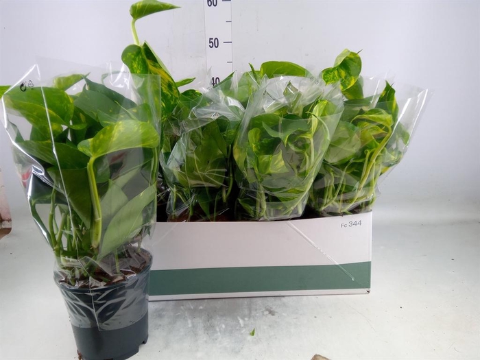 <h4>Epipremnum pinn. 'Aureum'</h4>