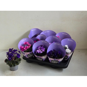 SAINTP IN ROCOCO GEM