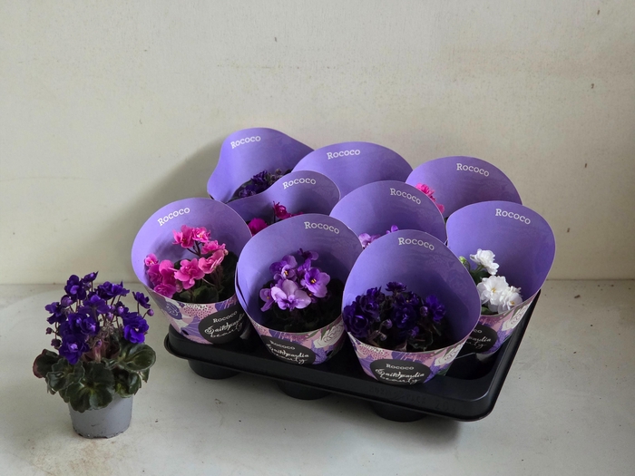 <h4>SAINTP IN ROCOCO GEM</h4>