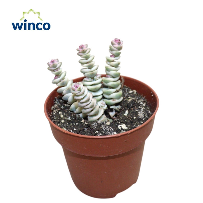 <h4>Crassula Marneriana Variagata</h4>