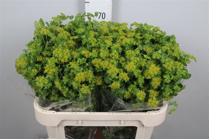 <h4>Bupleurum Rotundifol</h4>