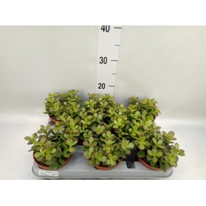Crassula ovata 'Minor'