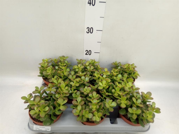 <h4>Crassula ovata 'Minor'</h4>