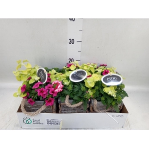 Arr.   Perkplanten L%