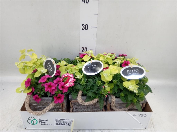 <h4>Arr.   Perkplanten L%</h4>