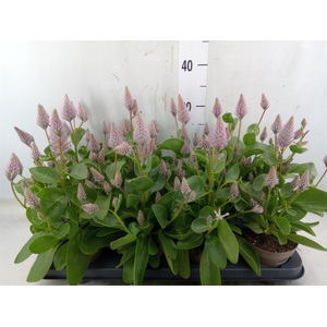 Ptilotus exaltatus 'Joey'
