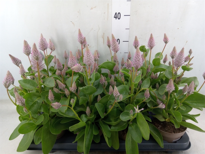 <h4>Ptilotus exaltatus 'Joey'</h4>