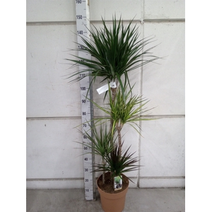 Dracaena marg.   ..mix 3