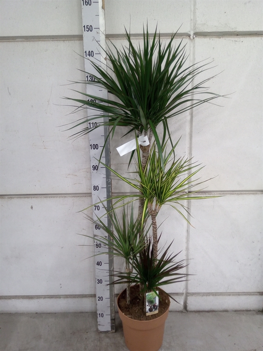 <h4>Dracaena marg.   ..mix 3</h4>