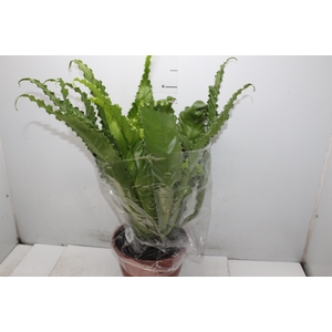 ASPLENIUM OSAKA CRESPO P24