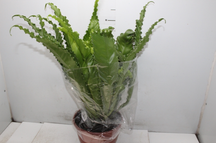 <h4>ASPLENIUM OSAKA CRESPO P24</h4>