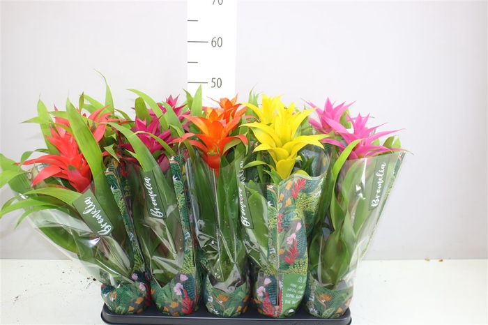 <h4>Guzmania Gemengd</h4>