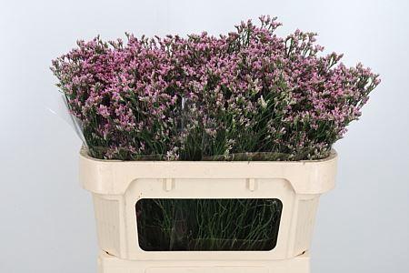 <h4>LIMONIUM SIN BLUSH DIAMOND LIM SIN</h4>