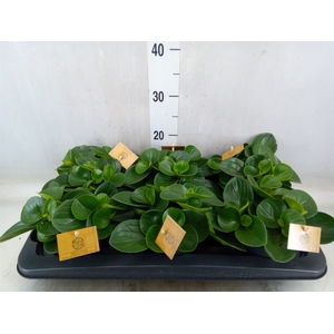 Peperomia obt. 'Red Canyon'