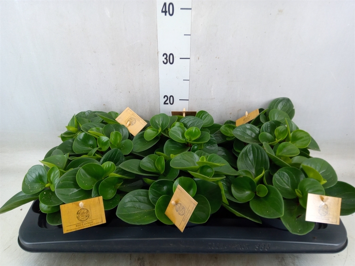 <h4>Peperomia obt. 'Red Canyon'</h4>