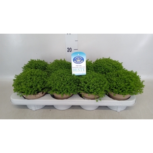 Hebe  'Emerald Gem'