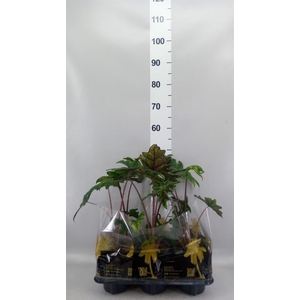 Alocasia zebrina