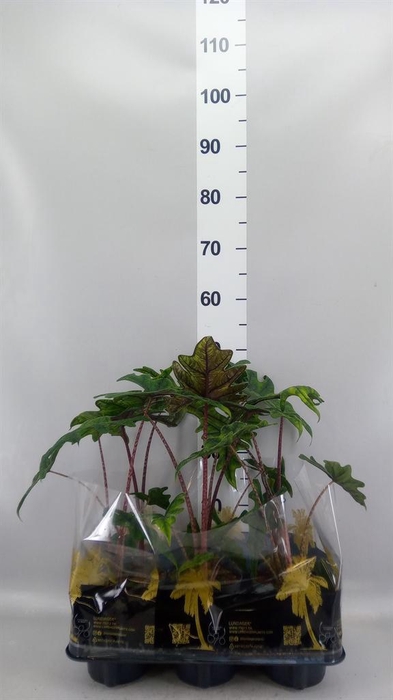 <h4>Alocasia zebrina</h4>