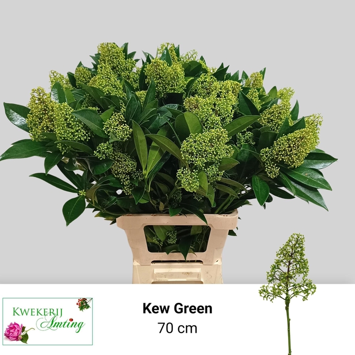 <h4>SKIM C KEW GREEN BS</h4>