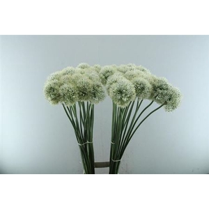 Allium Mount Everest