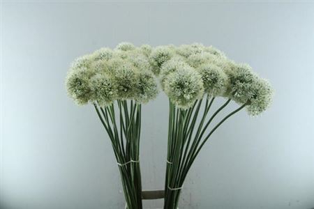 <h4>Allium Mount Everest</h4>