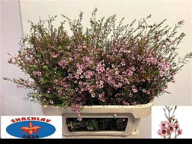 <h4>CHAME UN EARLY NIR</h4>