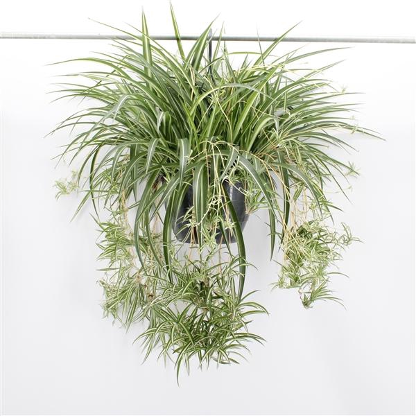 <h4>Chlorophytum comosum 'Variegatum'</h4>