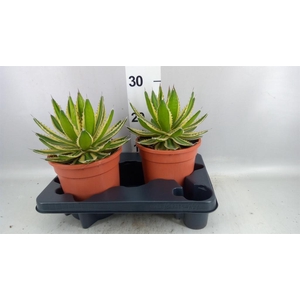 Agave potatorum