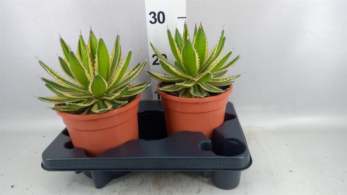 <h4>Agave potatorum</h4>